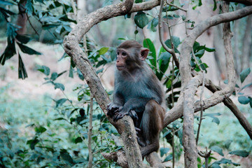 park monkeys Asia China travel