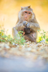 Fototapeta premium The picture of love, attachment of a baby monkey in the embrace of a mother feeding