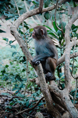 park monkeys Asia China travel