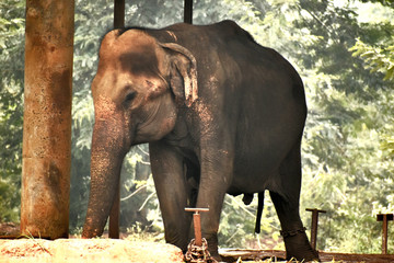 elephant in zoo