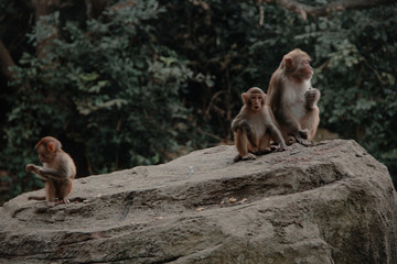 park monkeys Asia China travel