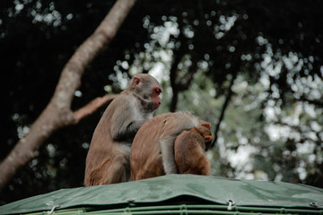 park monkeys Asia China travel