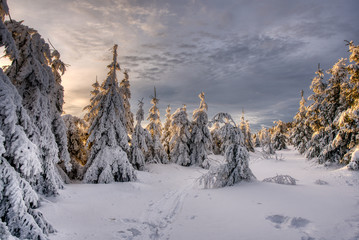 Beautiful winter landscape with snow covered trees , czech beskydy 