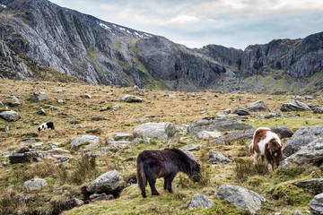 Glyderau  Wild Ponies