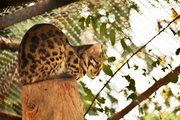 leopard cat on a wood log