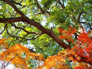 黄葉のモミジと楠木