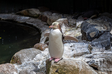 yellow-eyed penguin, hoiho, penguin, endangered, new zealand, travel, wildlife, yellow-eyed, adult, animal, animals, antipodes, bay, beak, bird, catlins, closeup, coast, coastal, flightless, life, mar