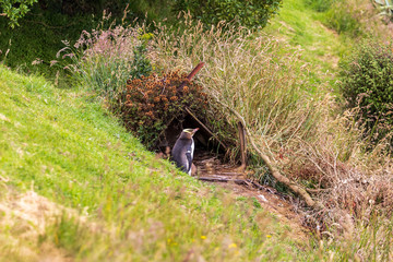 Yellow-eyed penguin (Megadyptes antipodes) , also known as hoiho or tarakaka,  in a nest with a chick. It is an endangered species endemic to New Zealand.  Wildlife and nature.