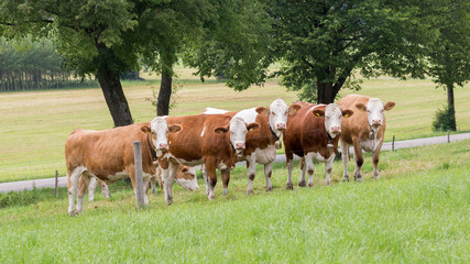 Fototapeta na wymiar UNTERBRUNN, BAVARIA / GERMANY - June 22, 2019: Group of five dairy cows in a green pasture. All of them are facing the camera, looking very curious. All cows are brown and white spotted.