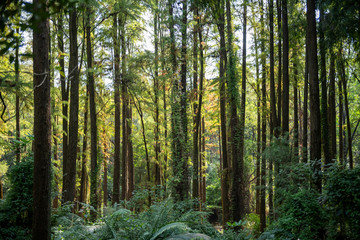 Lush forest landscape, summer shot