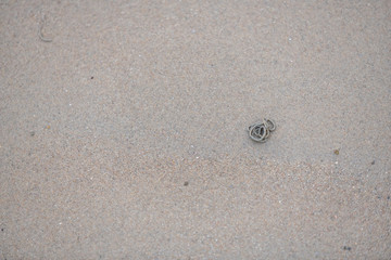 Lugworms dig through the  sandy beach on the coast