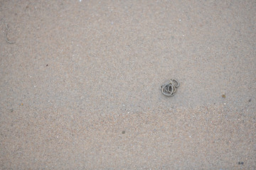 Lugworms dig through the  sandy beach on the coast