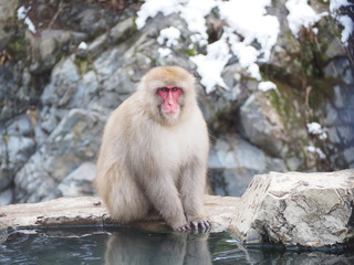 Fototapeta premium 地獄谷の猿