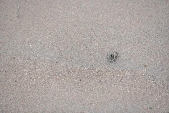 Lugworms dig through the  sandy beach on the coast