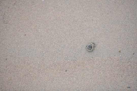 Lugworms dig through the  sandy beach on the coast