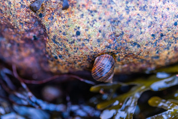 Many snail shells  land on a sandy beach and like to hold onto stones