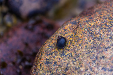 Many snail shells  land on a sandy beach and like to hold onto stones