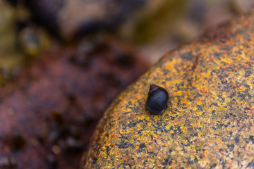 Many snail shells  land on a sandy beach and like to hold onto stones