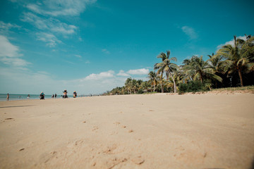 sky beach palm trees
