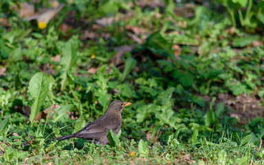 Blackbird in the forest