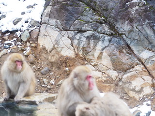 Obraz premium 地獄谷の猿