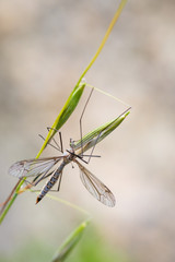 Dipterous. Fly species photographed in their natural environment.