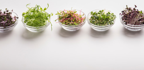 Fresh seedlings or microgreens in glass plates on white