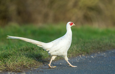 White or leucistic male Pheasant, rare colouration of a common, Ring necked pheasant crossing the road. Horizontal.  Space for copy.