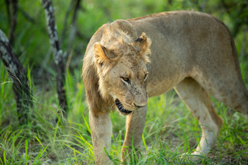 Naklejka na ściany i meble Young male lion late on a summers afternoon