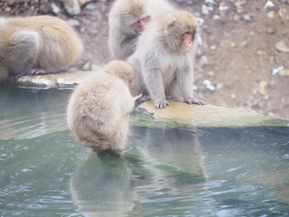 Obraz premium 地獄谷の猿