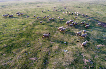 Sheep running on meadow, shoot from drone