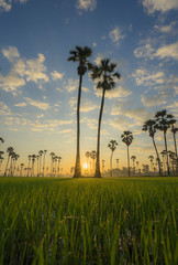 sunset in the field