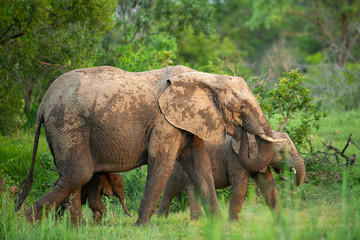 Fototapeta premium Elephant herd feeding in an ancient river bed