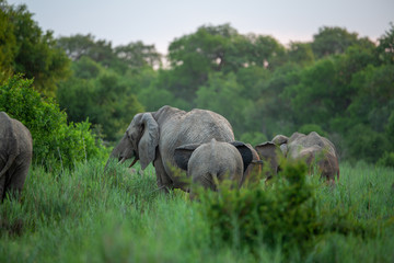 Elephant herd feeding in an ancient river bed