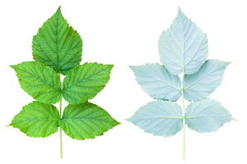 A branch of raspberry bush on both sides. Fresh green foliage isolated on a white background