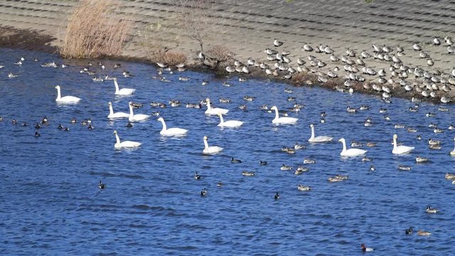 かなりの強風です。皆、風に向かって前傾姿勢。ONE TEAM　なるか。オオハクチョウ