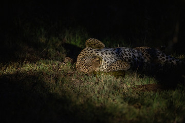 A territorial male leopard rolling in fresh buffalo dung to disguise his scent