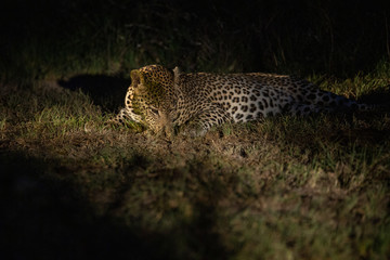 A territorial male leopard rolling in fresh buffalo dung to disguise his scent
