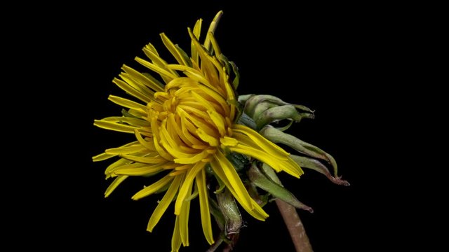 Dandelion flower open time lapse, extreme closeup over black background. Macro one yellow dandelion flower opening timelapse. Nature Spring scene. Slow motion 4K UHD video footage.