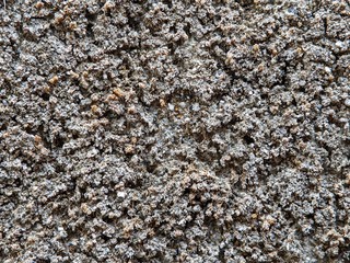 Dry moss texture on the cement wall