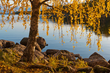 Birch with yellow leaves on the stony bank of The Saimaa Lake in Puumala Municipality. Southern Savonia (Savo) Region. Finland