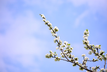 Beautiful of white Cherry Blossom or Sakura flower in the nature garden with blue sky background,spring concept.