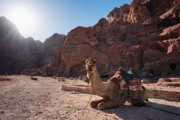 Camel chilling under the sun in the rose city Petra, Jordan