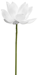 lotus Blanc sur fond blanc 
