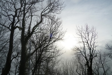 trees with nude branches on the background of sky with sun covered by thick layer of fog, the sun is displayed in silhouette and casts light through the foggy veil.