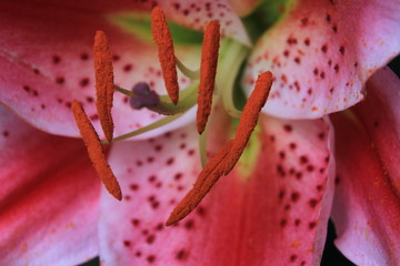 Blüte © pizzicati