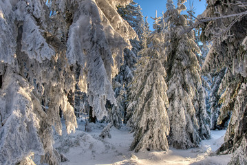 Splendid Christmas scene in the mountain forest at sunny day. Beautiful winter landscape in the beskydy czech , europe