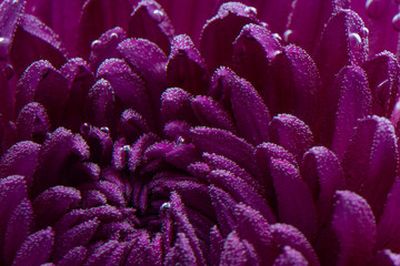 Chrysanthemum close-up, purple. Close-up. Under water. Creative photo. Screensaver or postcard.