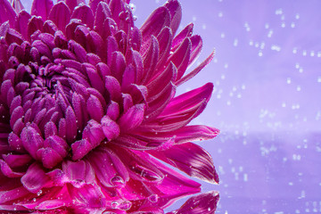 Chrysanthemum flower on purple background. Under water, creative card. Congratulations on Women's Day. Valentine's Day.