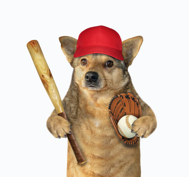 The dog baseball player in a red cap holds a bat, a ball and a glove. White background. Isolated.
